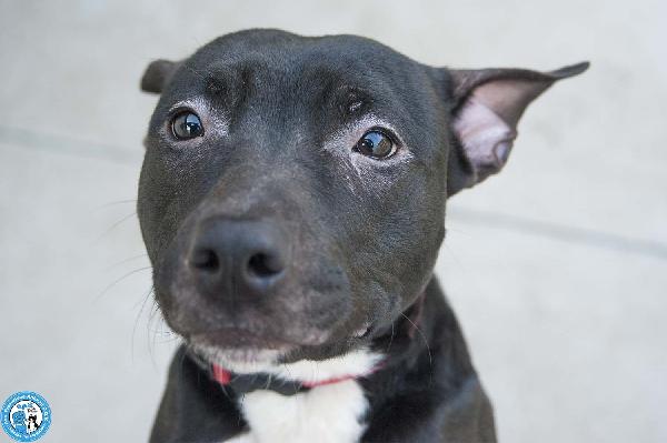 Chloe: un piccolo uragano in cerca di casa Foto 4